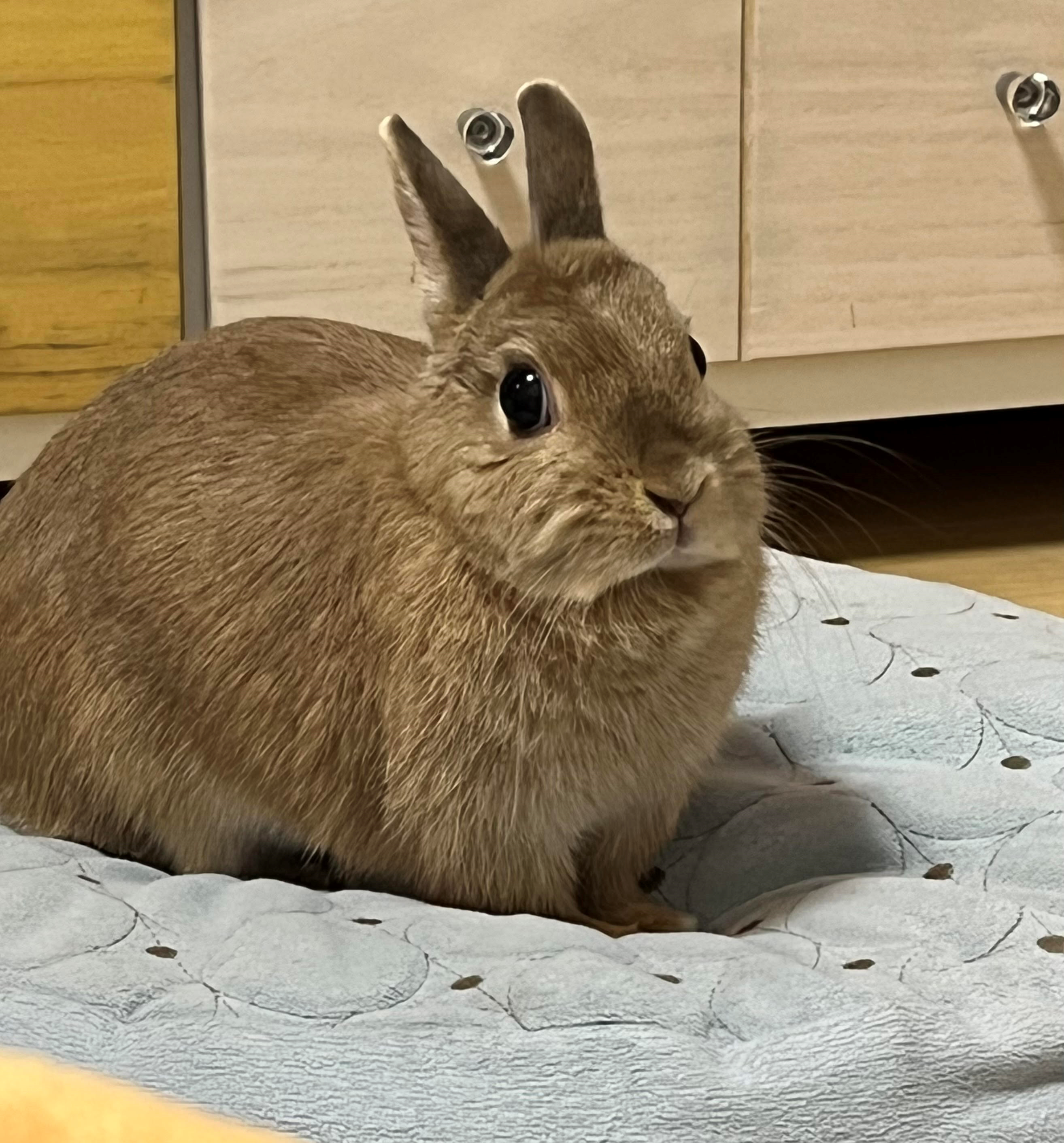 うさぎは寂しいと死んでしまう 君津健康センター